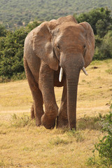 Fototapeta na wymiar Large elephant in Africa