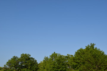 新緑と青空