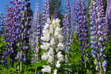 blühende Lupinen am Waldrand in Schweden