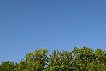 新緑と青空