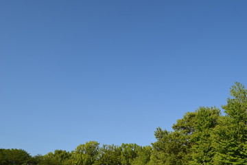 新緑と青空