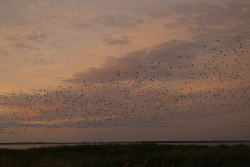 View on the island of Rügen with starlings in the evening sky 