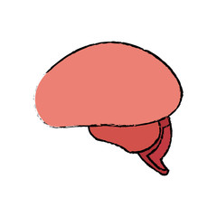 brain human healthy memory mind icon vector illustration