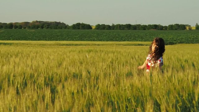 The girl walks the wheat field. A little girl is stroking the wheat with her hands.