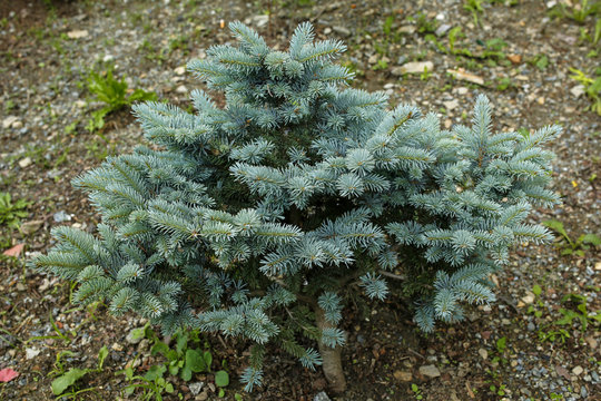 conifer tree