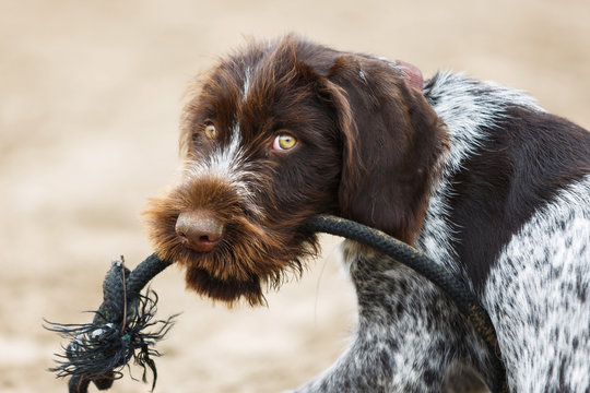 started german wirehaired pointer