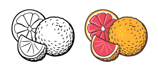 Vector hand drawn illustration of grapefruit with slice and cross section. Outline and colored version