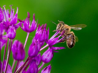 Bee collecting nectar from flower