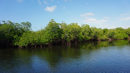 Fototapeta premium mangroves at punta rusia