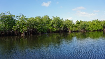 Obraz na płótnie Canvas mangroves at punta rusia