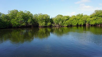 Fototapeta na wymiar mangroves at punta rusia