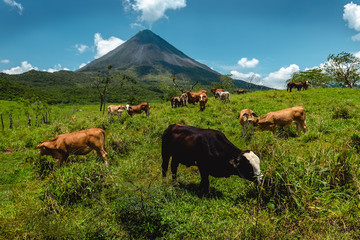 Cows grazing fresh green grass on meadow with volcano of Arenal on the background. Costa Rica