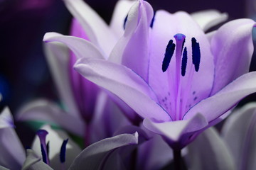 The purple lily fantasy