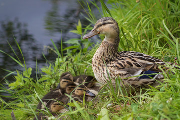 Duck with ducklings in the grass