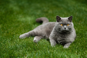 Naklejka na ściany i meble British Blue cat with piercing eyes relaxing on lawn