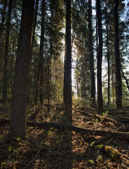 Dark Saskatchewan forest