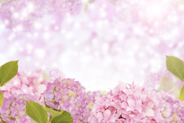 Fototapeta na wymiar Beautiful pink background with flowers of hydrangea