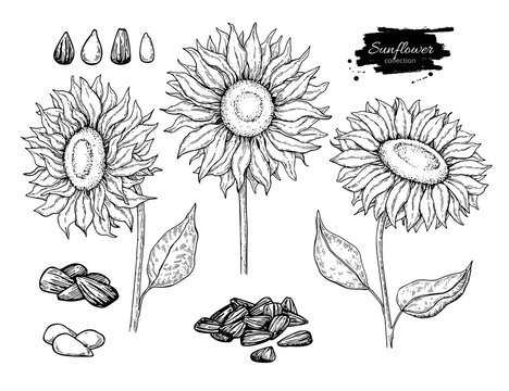 Sunflower seed and flower vector drawing set. Hand drawn isolated illustration. Food ingredient sketch.