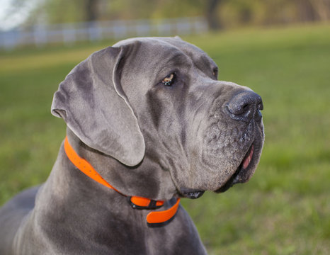 Great Dane Profile