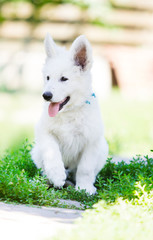 Puppy shepherd dogs outdoors