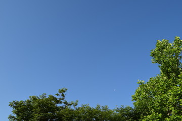 青空と月と新緑