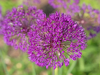 Zierlauch, Alium
