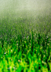 Close up of fresh thick grass with water drops in the early