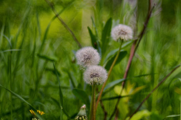 Taraxacum is a large genus of flowering plants in the family Asteraceae which consists of species commonly known as dandelion.