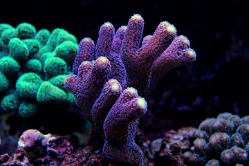 Fototapeta premium Stylophora Coral (Stylophora sp.) 