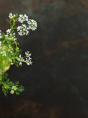 Cilantro Flowers