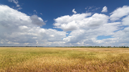 Obraz premium wheat field / wheat field on the background cornfield Ukraine