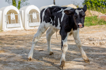 Young calf holstein in a nursery for cows in a dairy farm