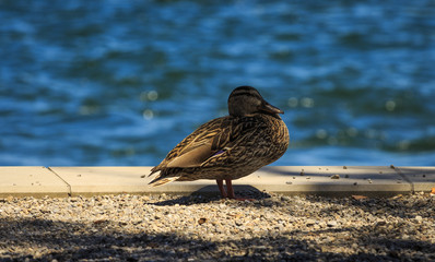 Ente