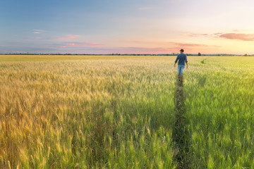 man in a wheat field / sunset field, evening photo Ukraine © ml1413
