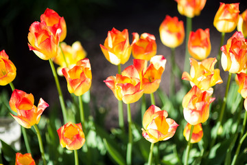 Orange Red Flame Spring Tulips Keukenhoff Netherlands