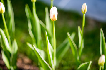 Obraz na płótnie Canvas Spring background with beautiful yellow tulips