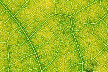 Fototapeta premium Leaf texture pattern for spring background, environment and ecology concept design.
