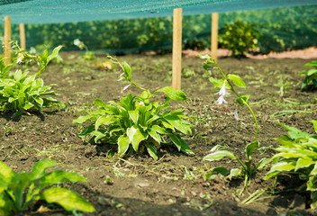 plants under shade cover on farm ground