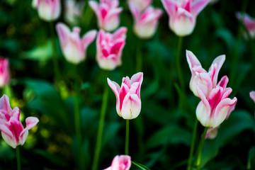 Fringed tulip Queensland. Terry fringed pink tulip. Pink tulip fringed with white ragged edges
