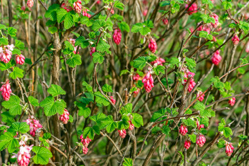 Ribes flowering currant in Thames Barrier Park in London