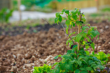 bushes of raspberries in town garden