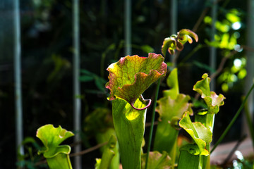 nepenthes plant,monkey cups the nepenthes tropical plant, nepenthes dangerous plants for insect.