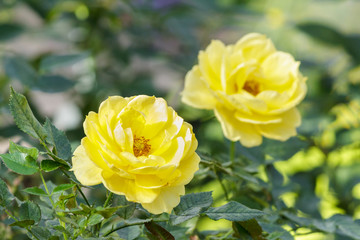 Beautiful roses flower and green leaf background in garden at sunny summer or spring day.
