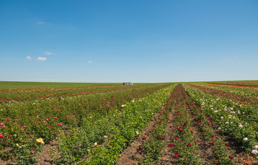 Fototapeta na wymiar multicolor farm roses at summer farm field
