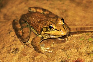 Small frog sitting on a rock in the water