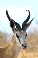 Close up of a Springbok