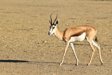 Springbok walking
