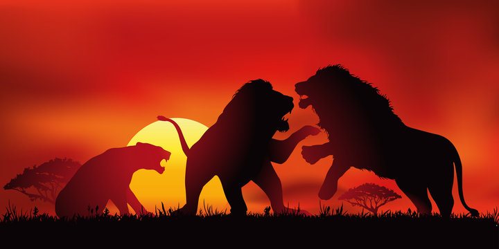 lion - sauvage - mâle - femelle - savane - félin -force - symbole - lionne - animal