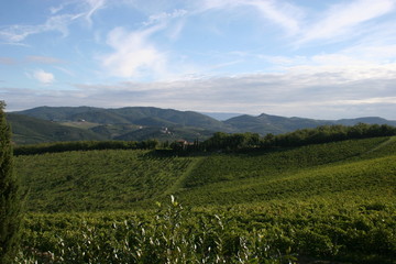 Naklejka premium Weinberg in der Toskana