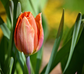 red tulip flower close fresh summer